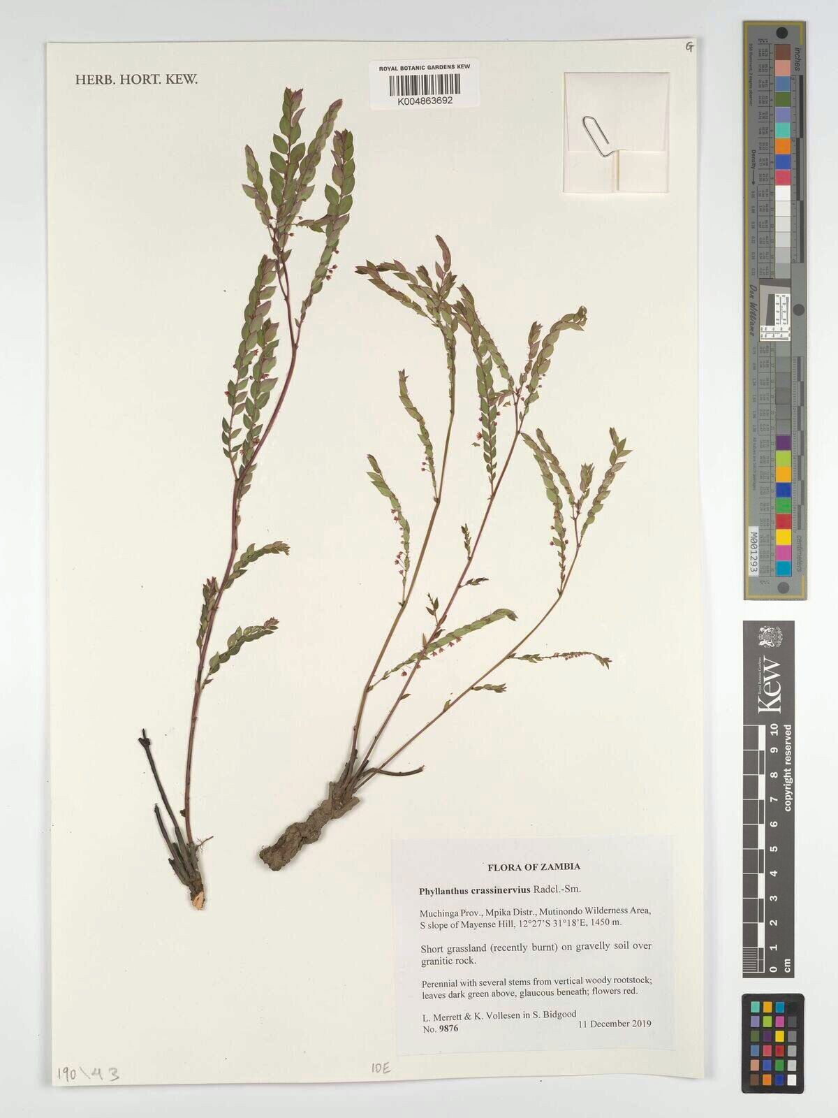 Phyllanthus crassinervius — houseplant care guide