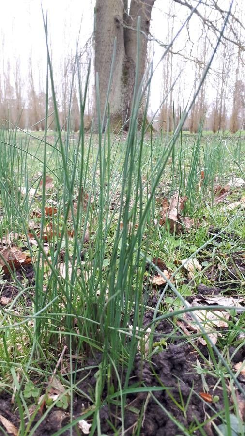 Schoenoplectus pungens — search result for 'Schoenoplectus'