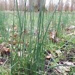 Schoenoplectus pungens