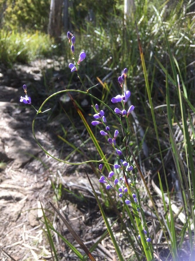 Comesperma volubile flower