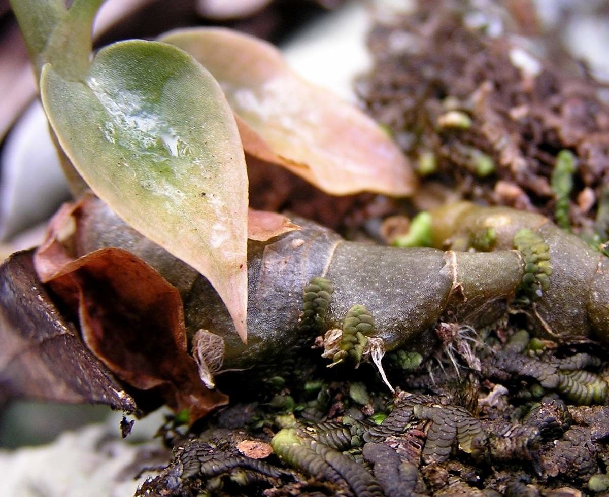 Cheirostylis montana habit