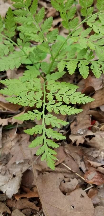 Botrychium virginianum — houseplant care guide