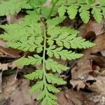 Botrychium virginianum