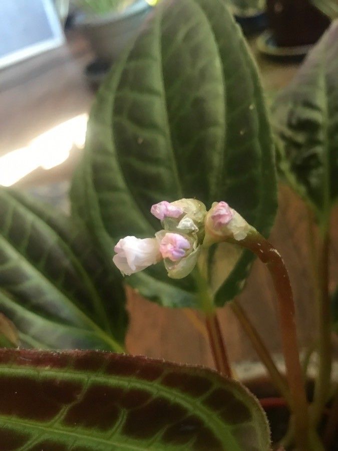 Monolena primuliflora flower