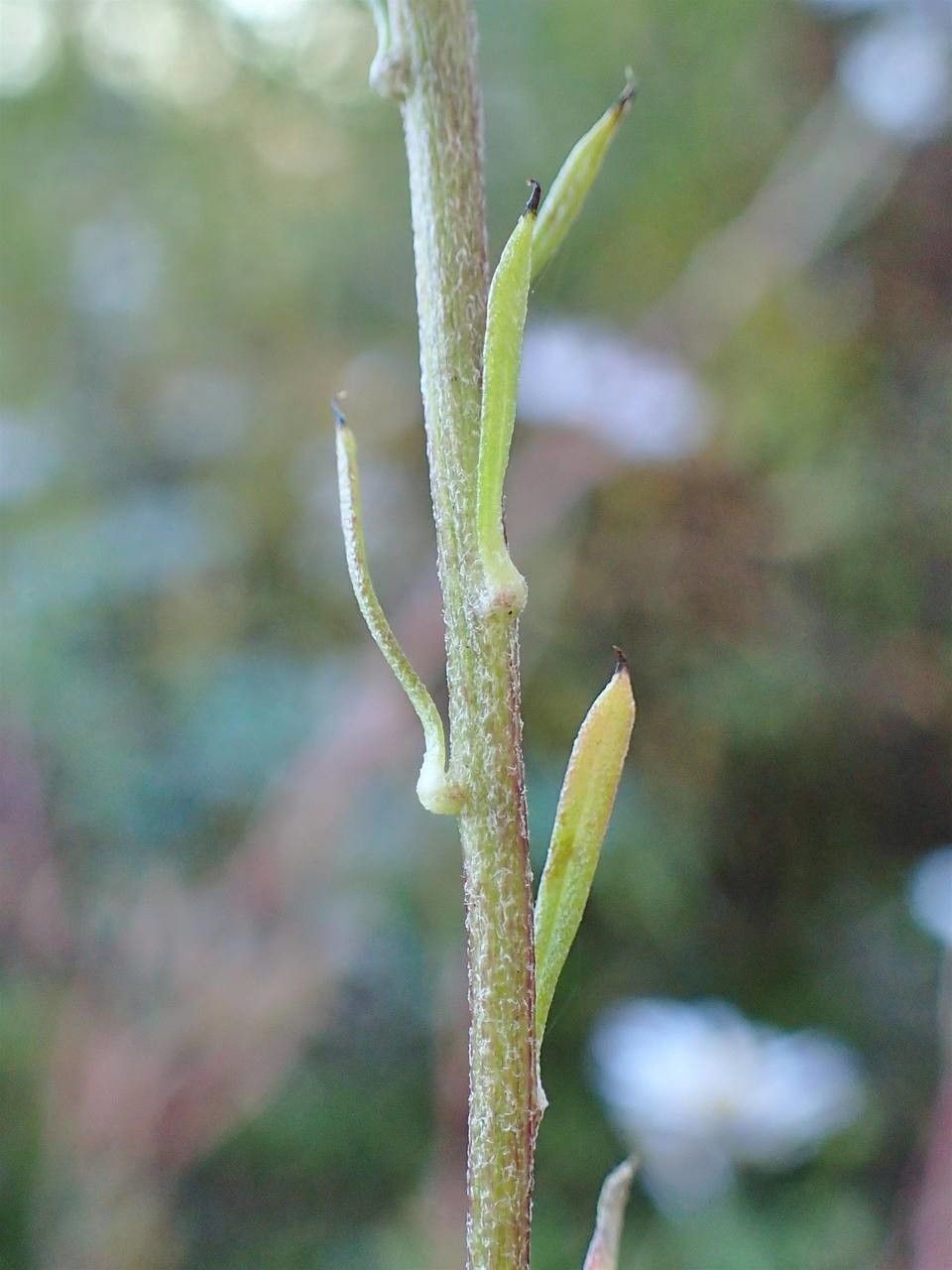 Chrysanthemum Zawadskii bark