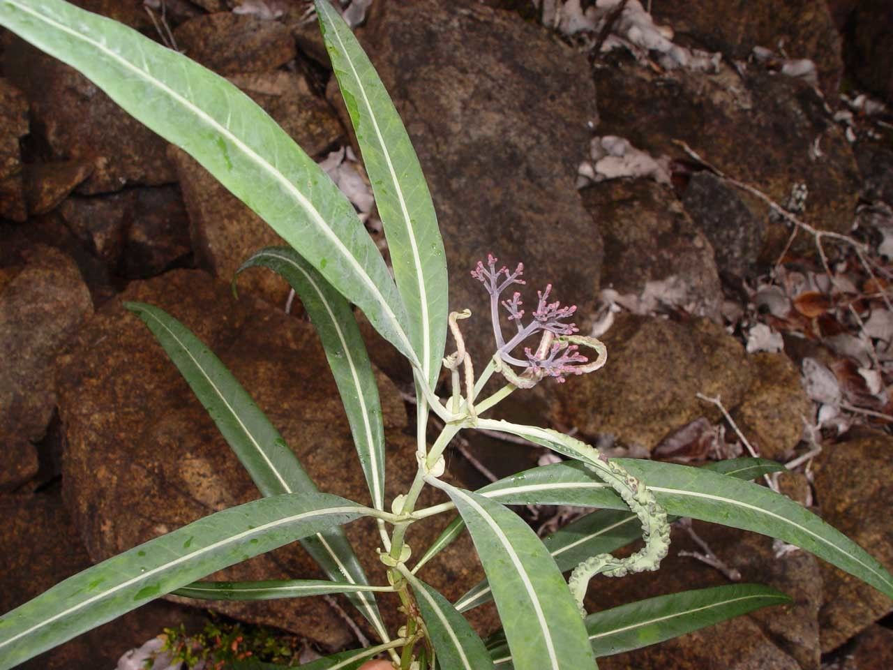 Psychotria ferdinandi-muelleri habit