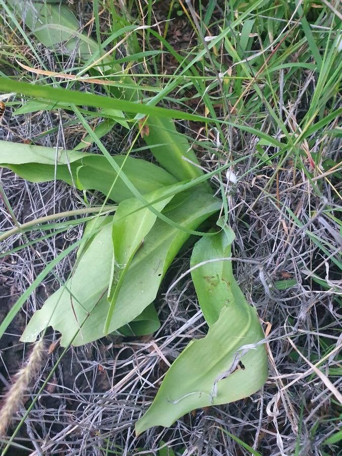 Chlorophytum zavattarii leaf