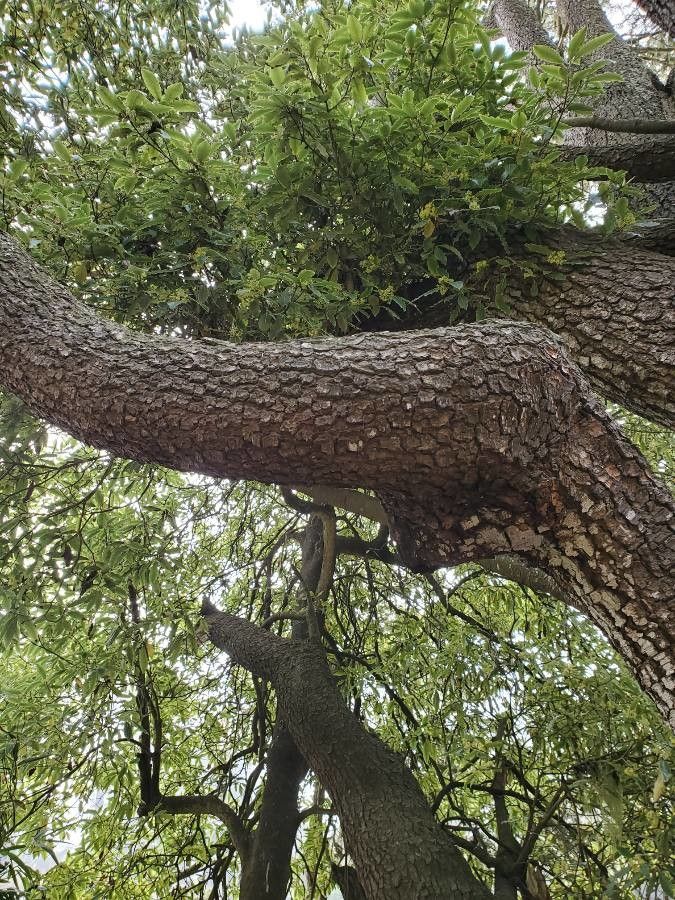 Combretum imberbe bark