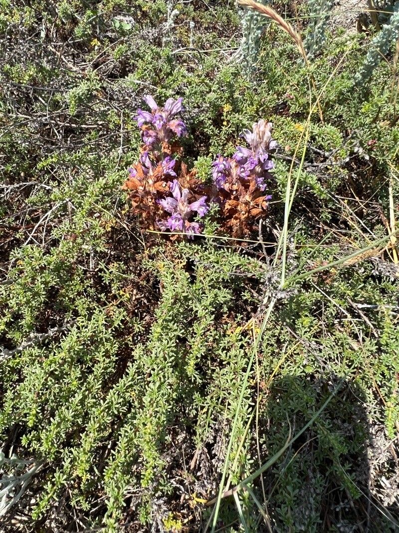 Phelipanche arenaria habit