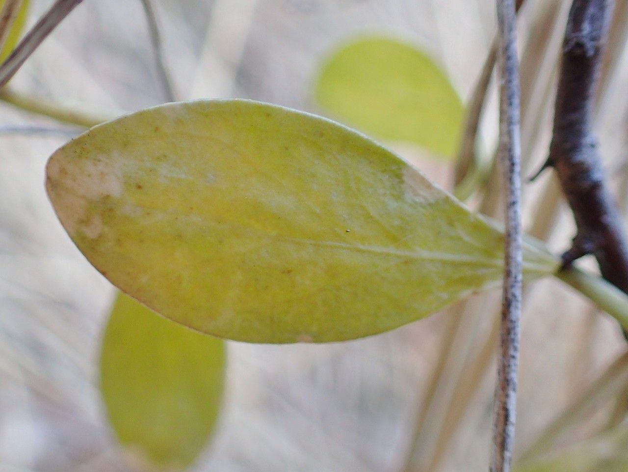 Sedum anacampseros leaf