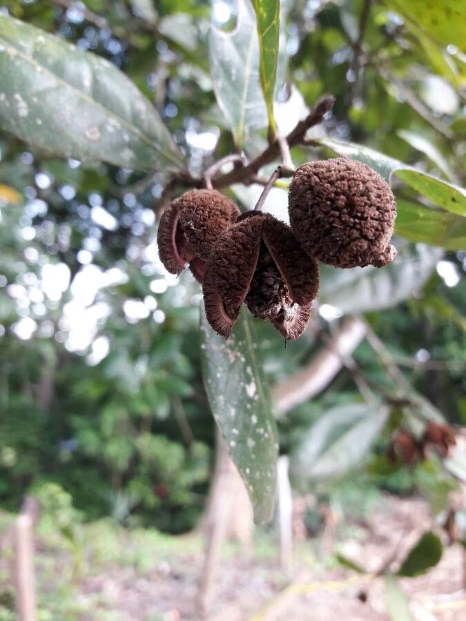 Sloanea terniflora fruit