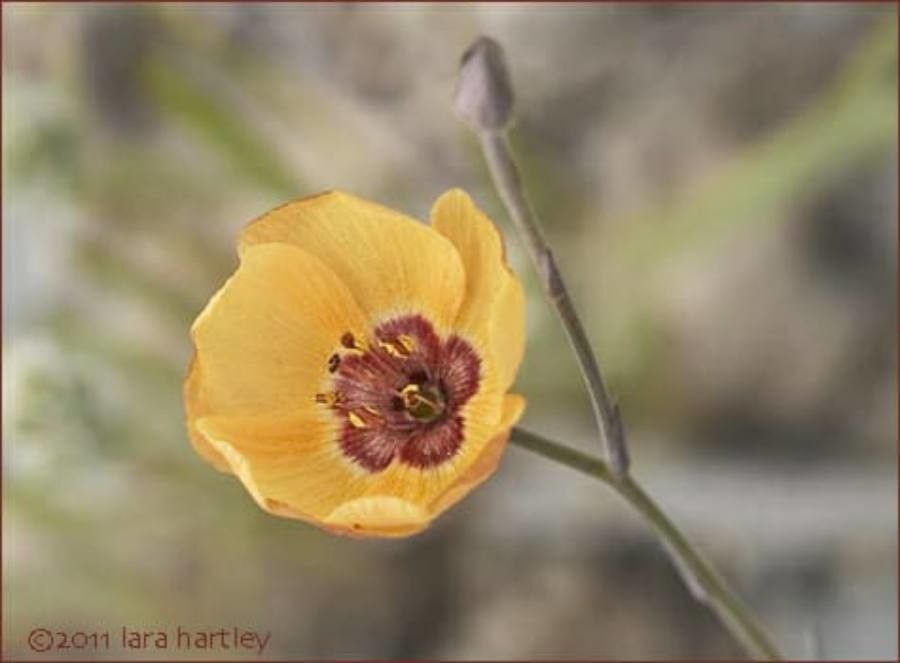 Linum puberulum — search result for 'Linum'