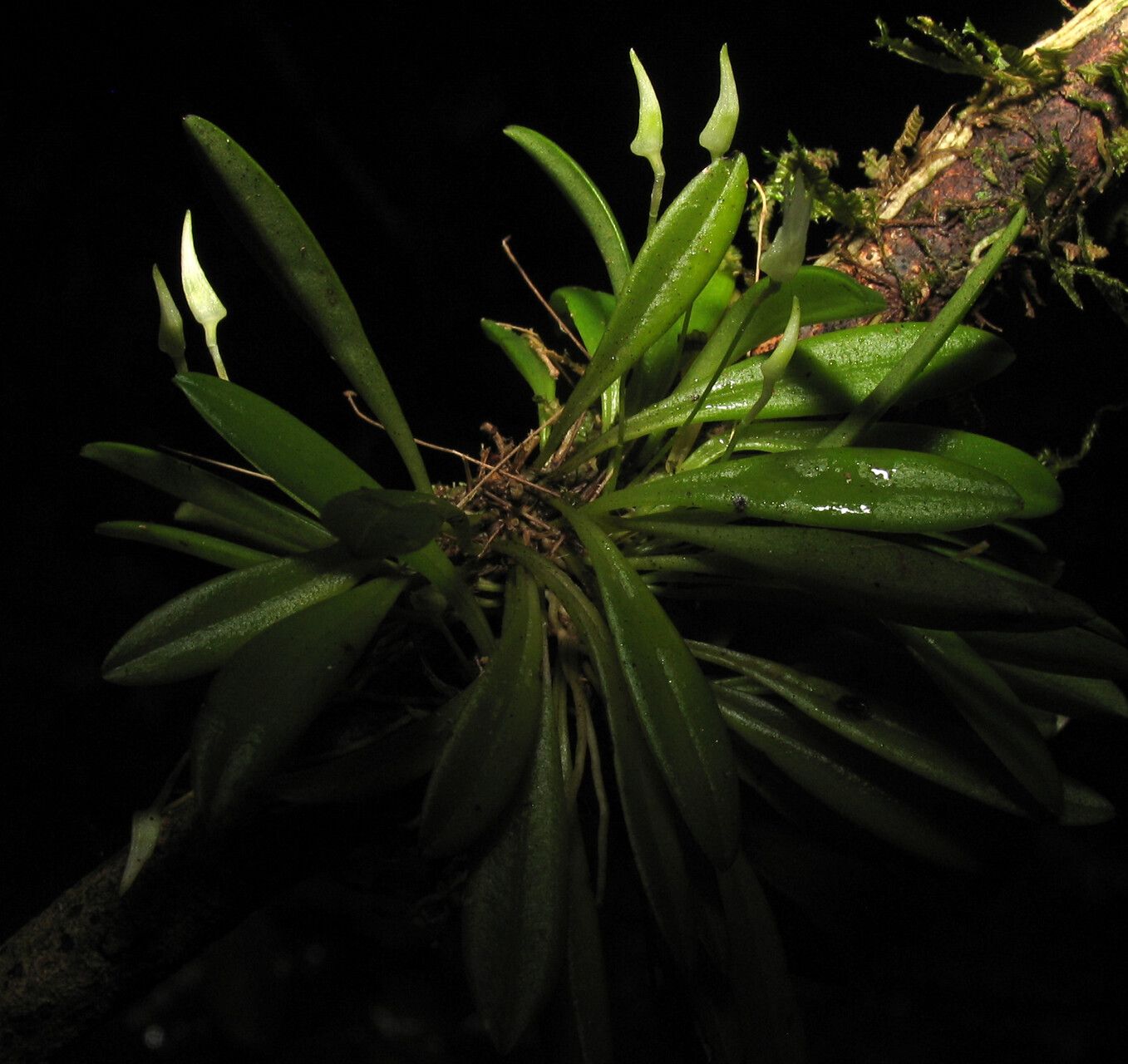 Masdevallia minuta — search result for 'Masdevallia'