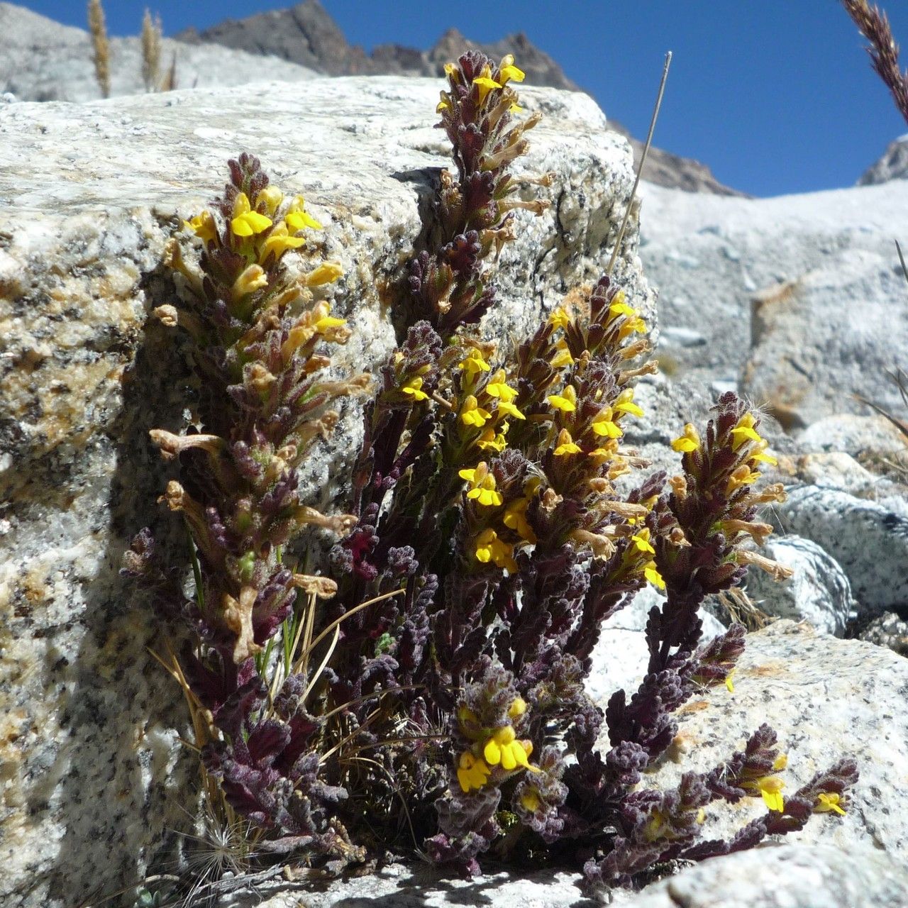 Bartsia crenoloba habit