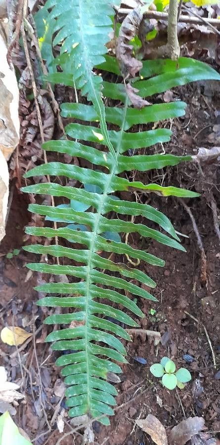 Blechnum austrobrasilianum — houseplant care guide