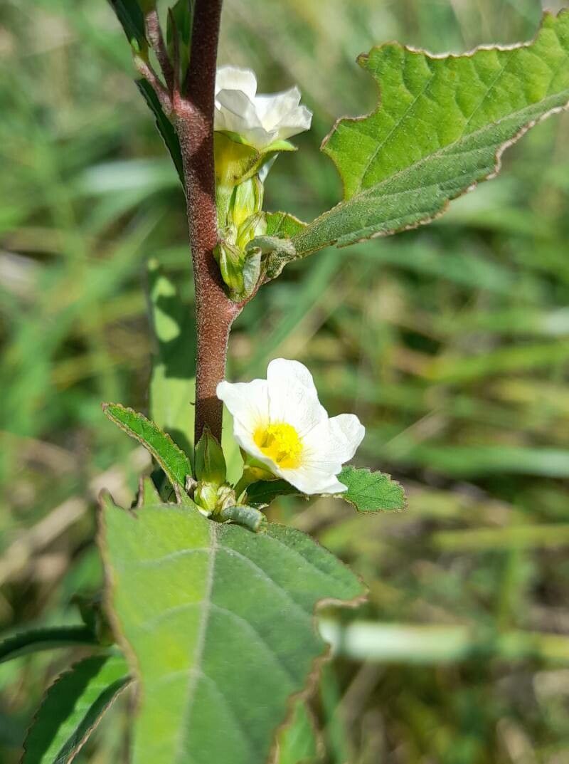 Sida spinosa flower