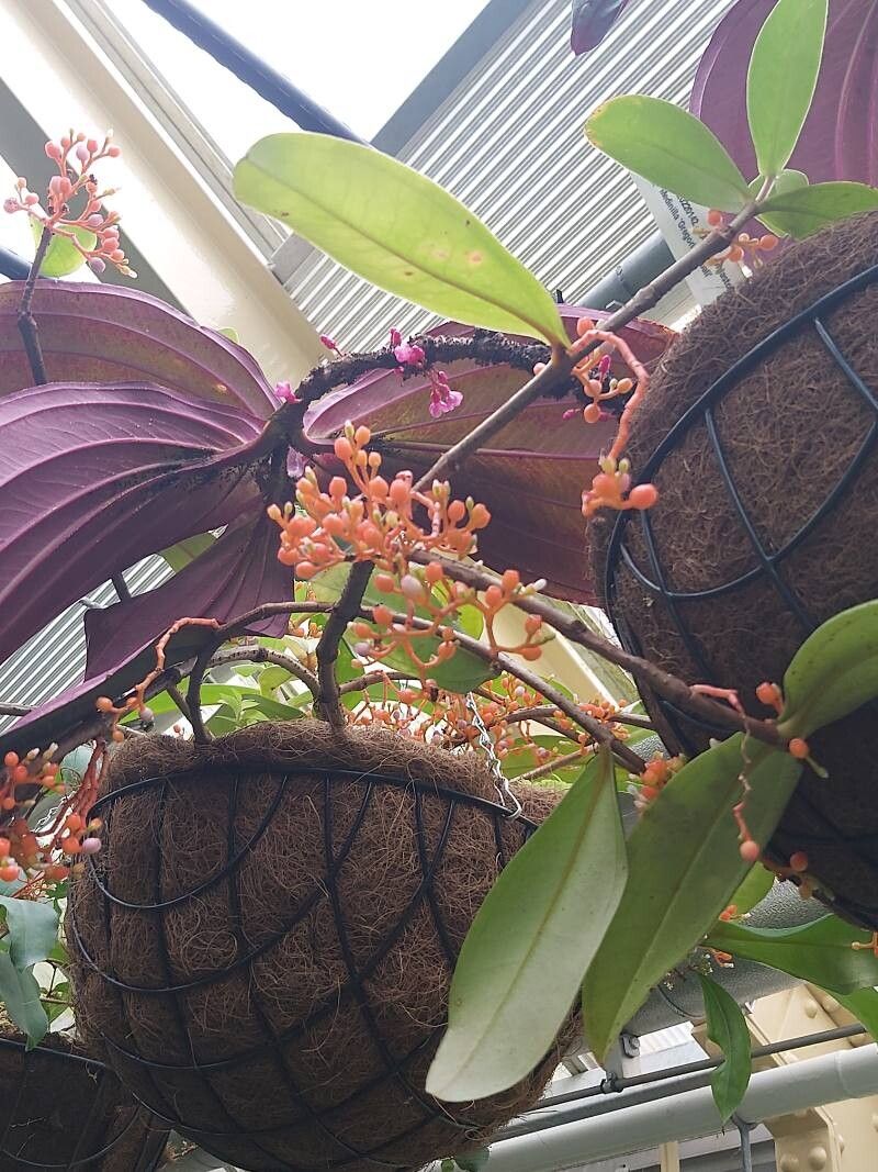 Medinilla rubicunda fruit