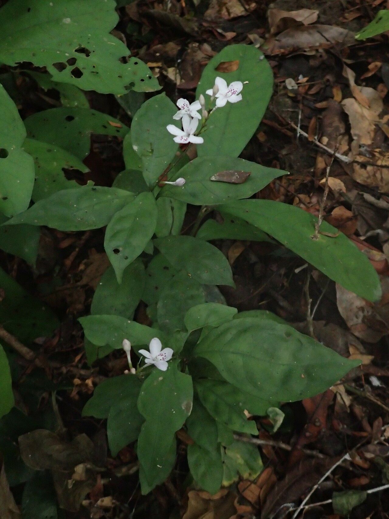 Pseuderanthemum tunicatum habit