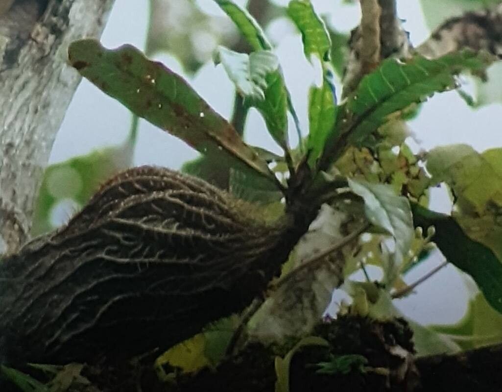 Myrmecodia pendens — related species from the same genus