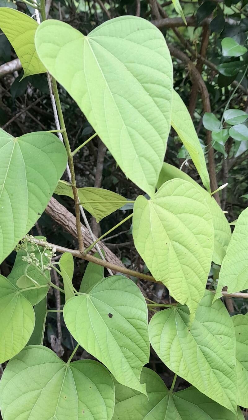 Ayenia catalpifolia — related species from the same genus