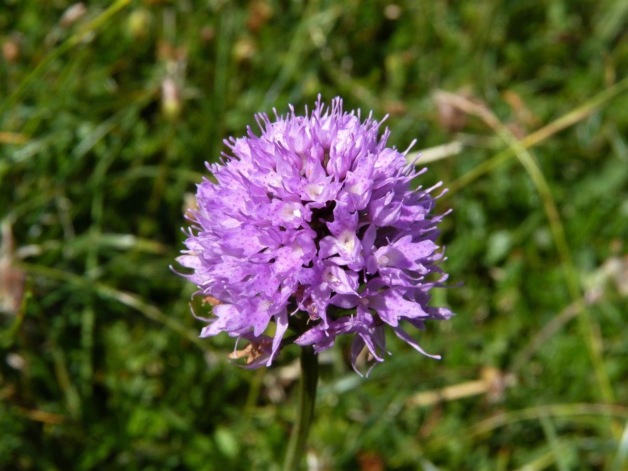 Traunsteinera globosa flower