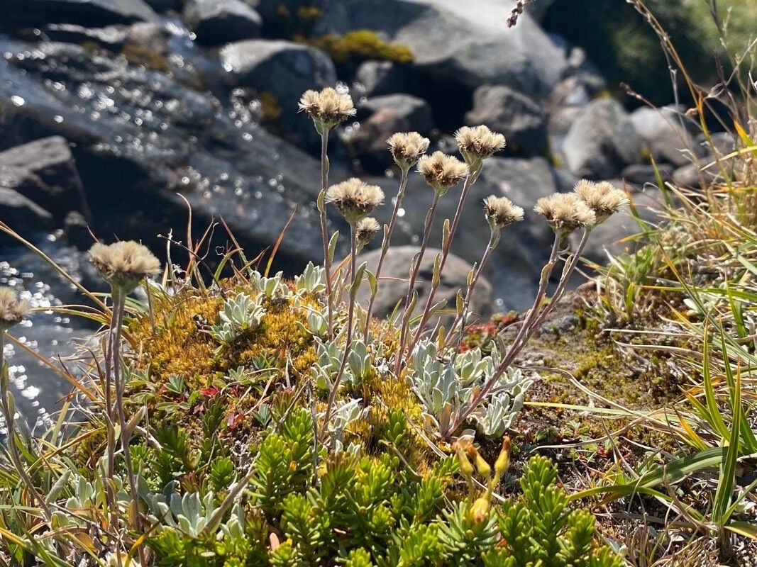 Antennaria media habit