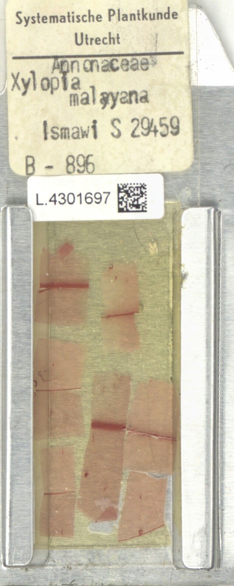 Xylopia malayana — houseplant care guide