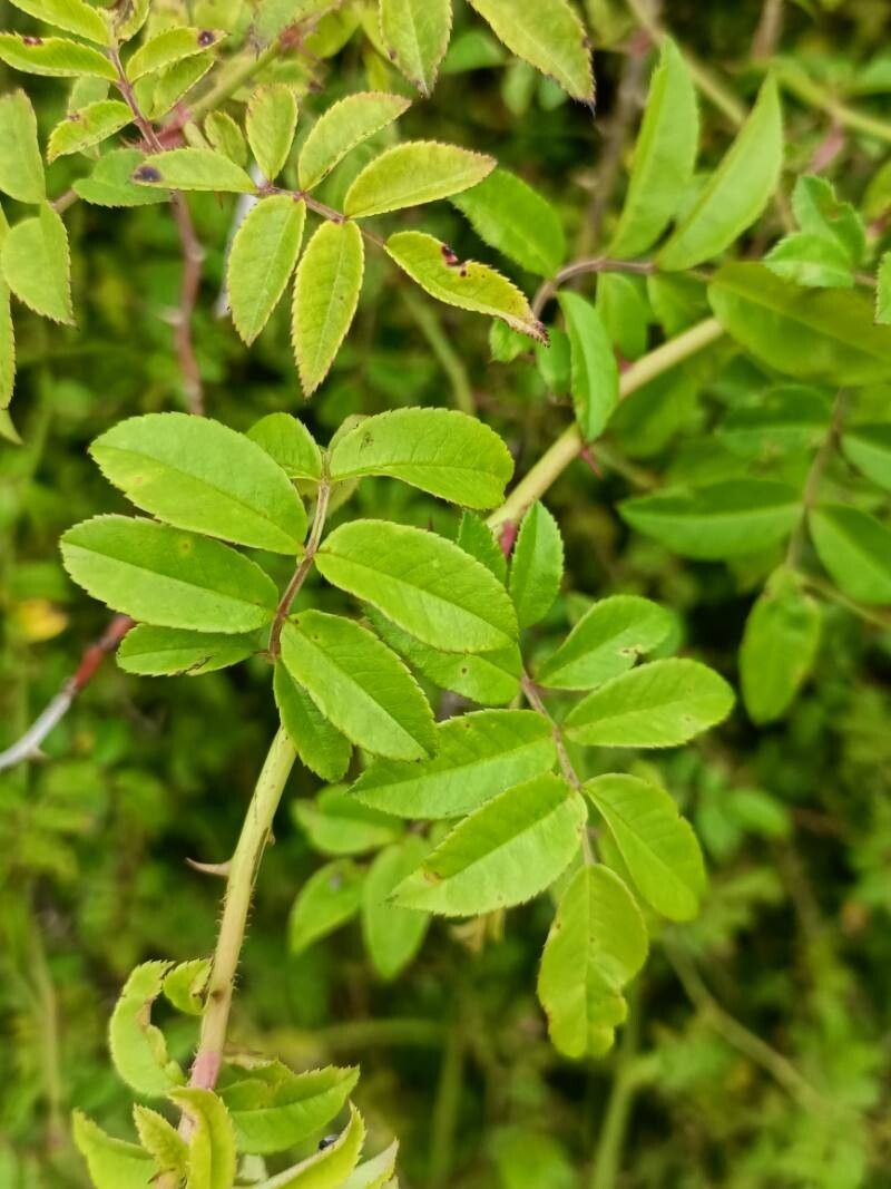 Rosa transmorrisonensis — houseplant care guide