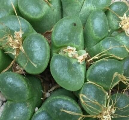 Conophytum friedrichiae — houseplant care guide