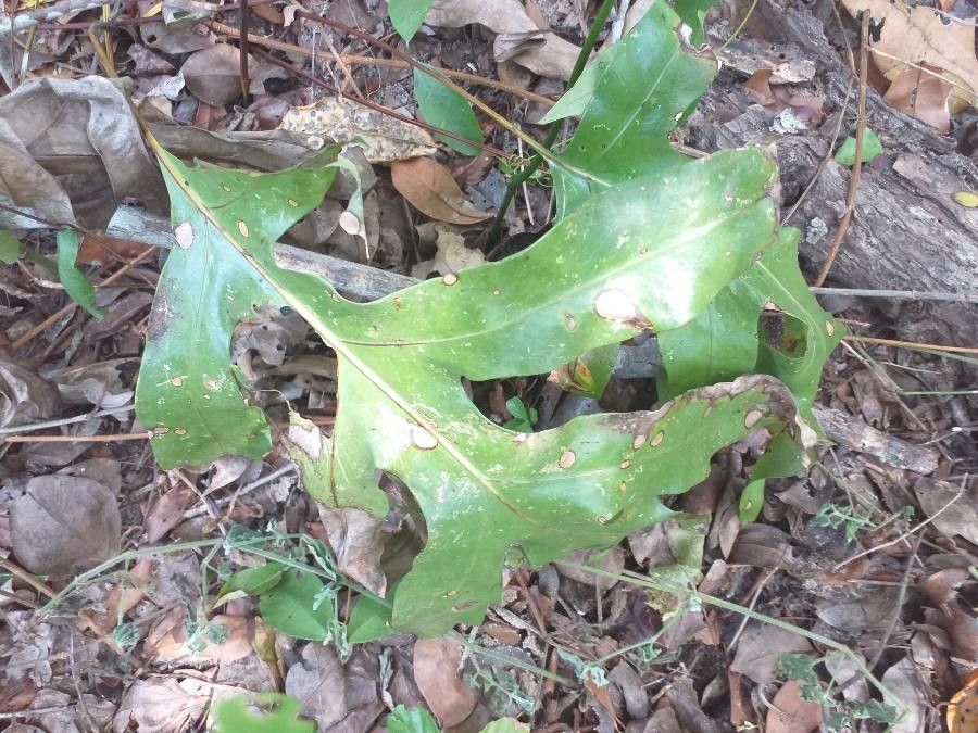 Microsorum scolopendria — search result for 'Polypodiaceae'