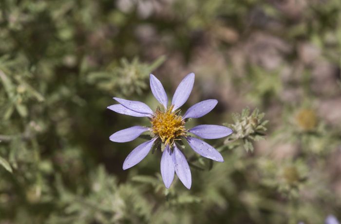 Machaeranthera tagetina — related species from the same genus