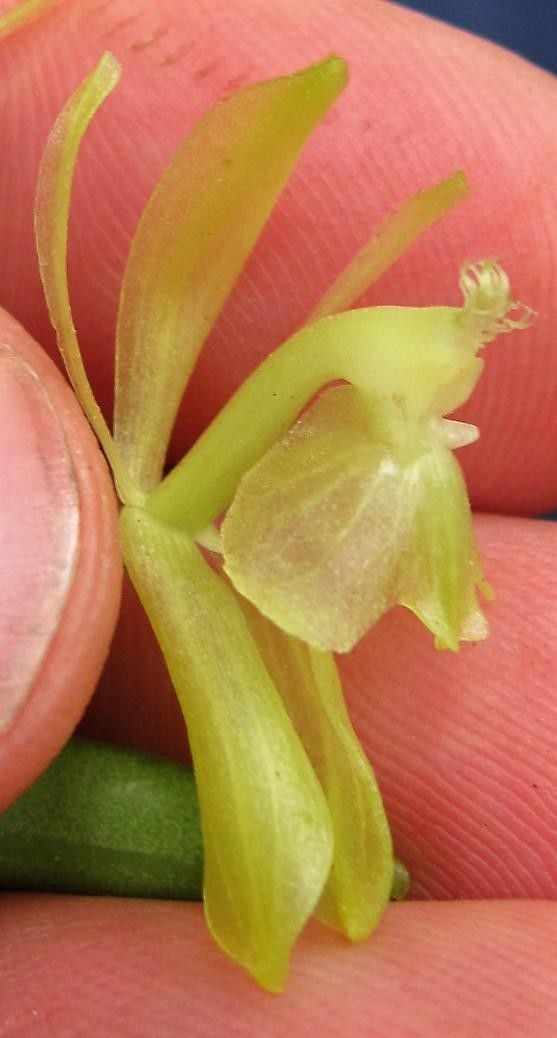 Epidendrum firmum other