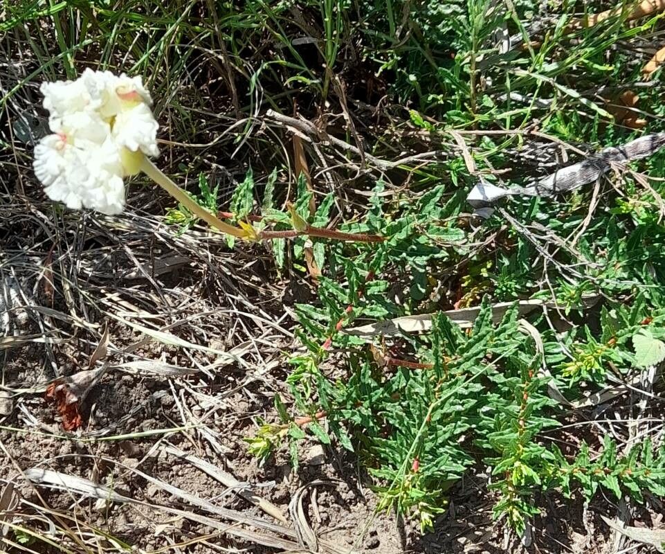 Mandevilla petraea habit