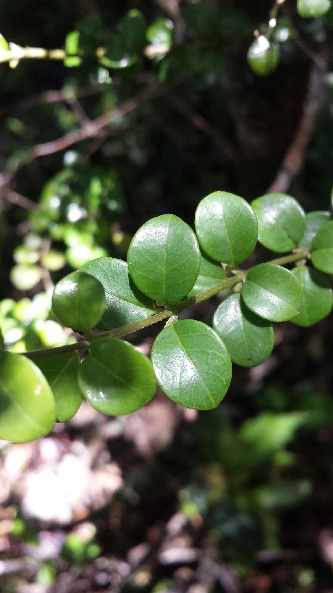 Saldinia myrtilloides — houseplant care guide