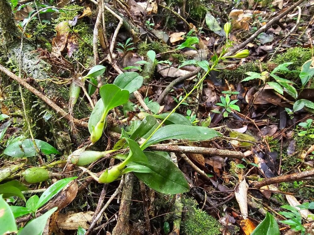 Liparis ascendens — related species from the same genus