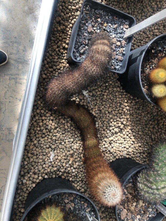 Parodia erubescens leaf