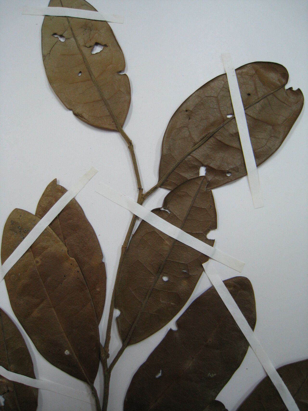 Tapura capitulifera other