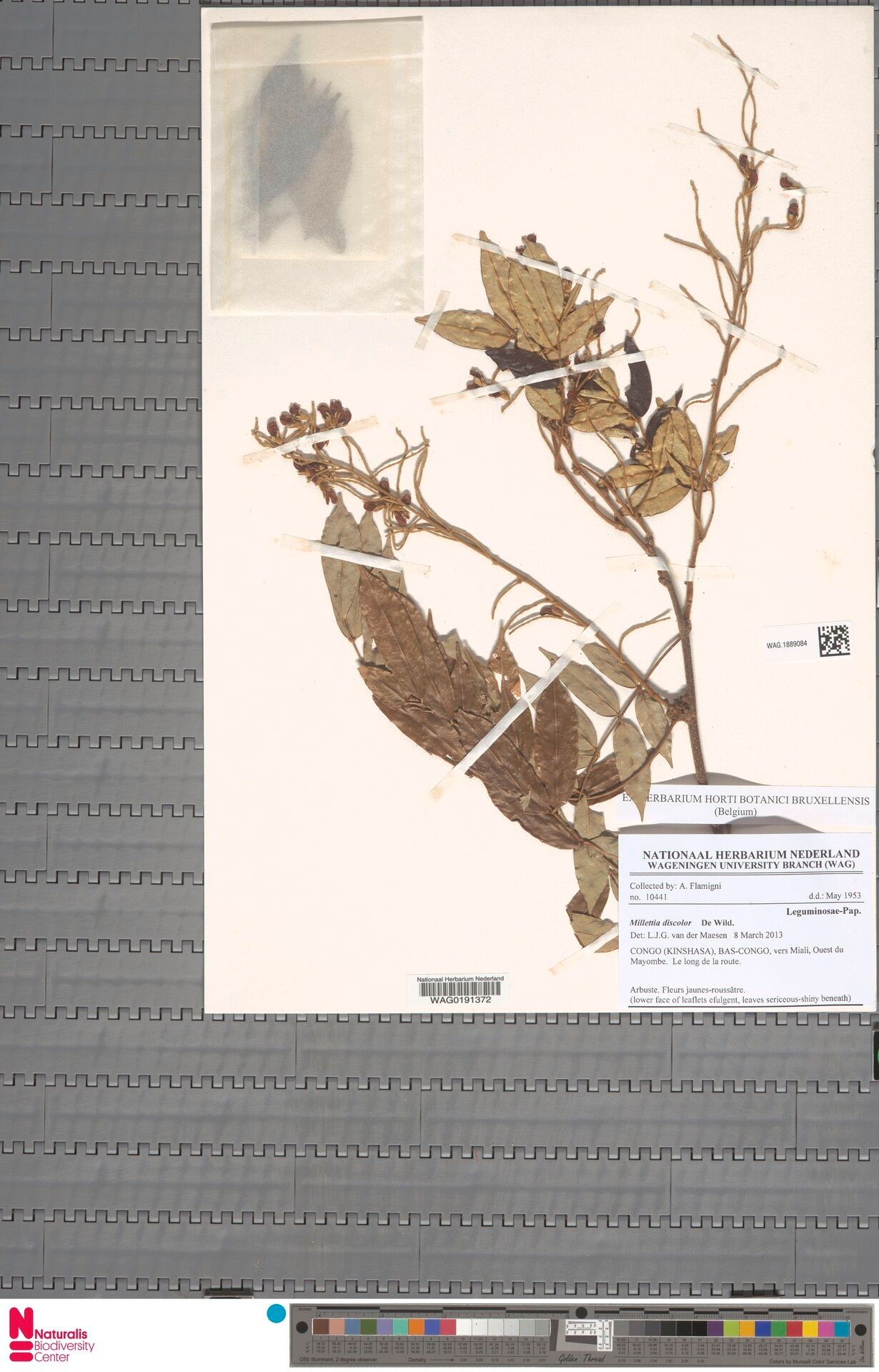 Millettia discolor — houseplant care guide