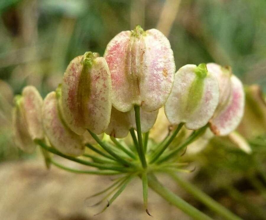 Peucedanum aegopodioides fruit