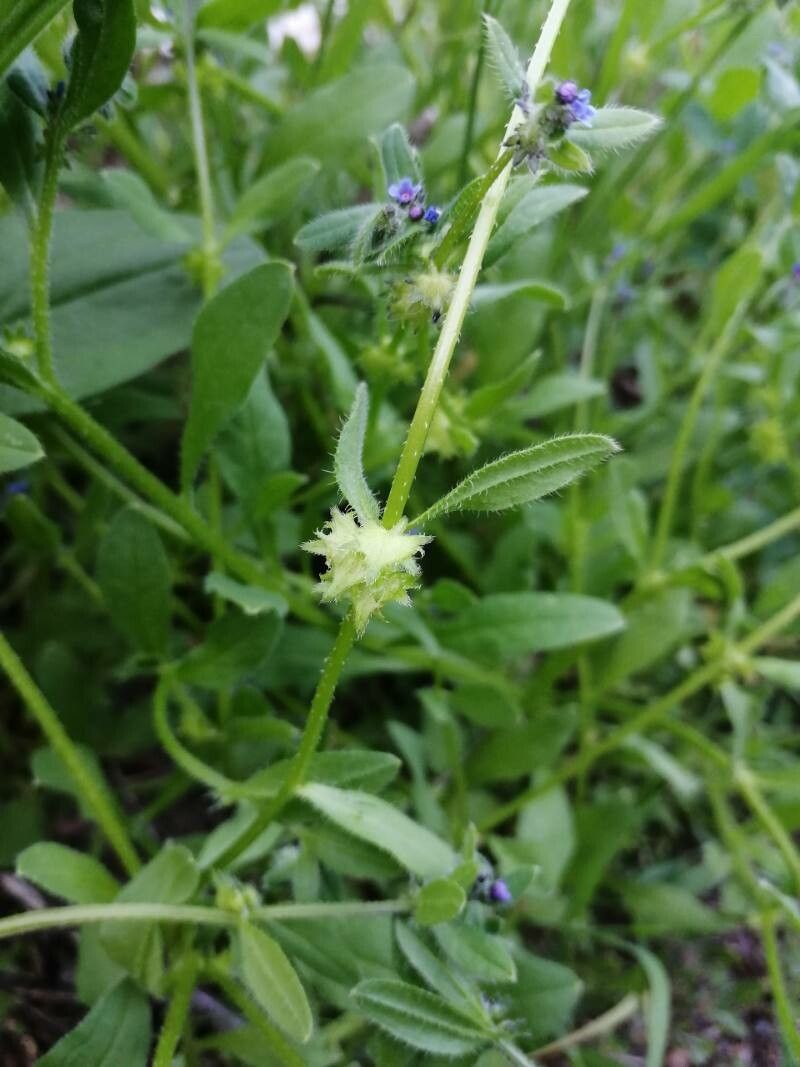 Asperugo procumbens fruit