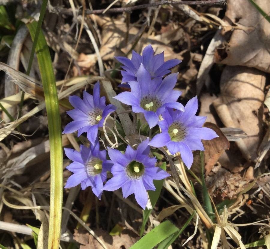 Gentiana zollingeri flower