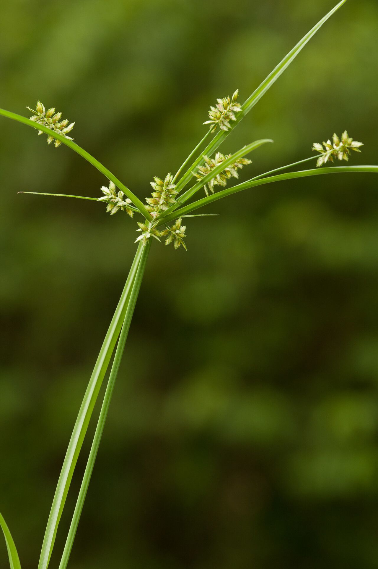 Cyperus hyalinus — houseplant care guide
