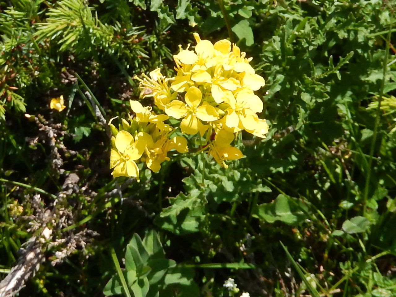 Erysimum ochroleucum flower