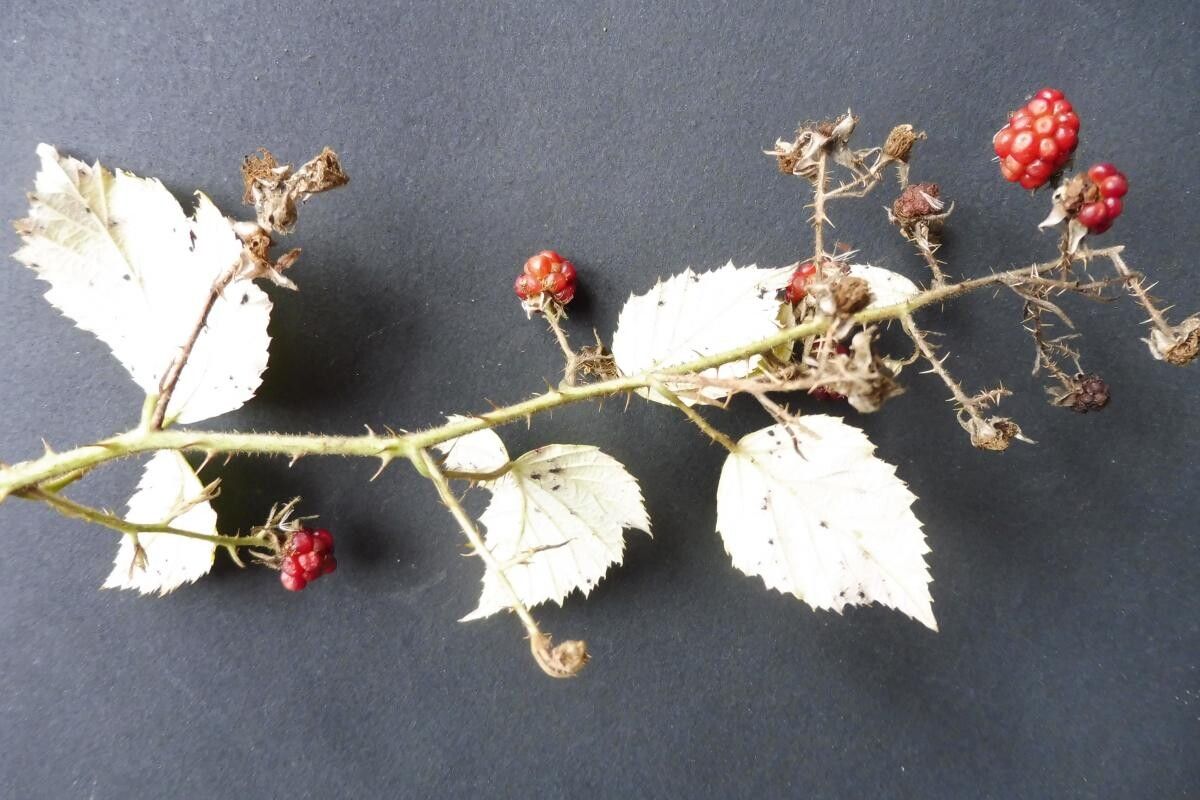 Rubus bracteatus flower