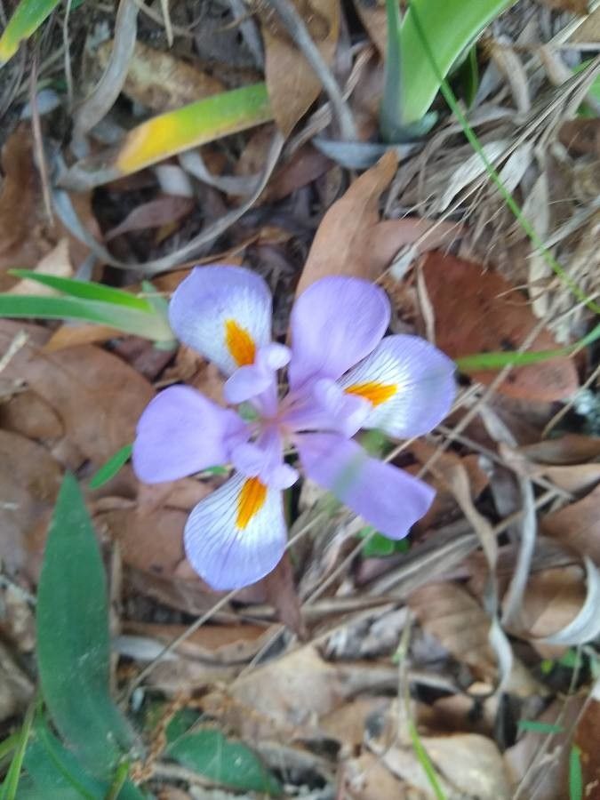 Iris verna flower