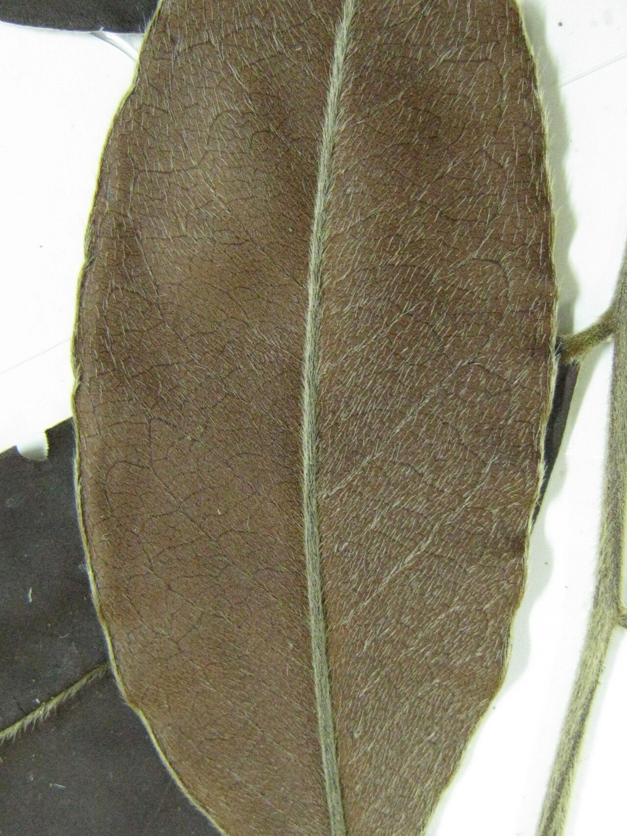 Diospyros sericea other