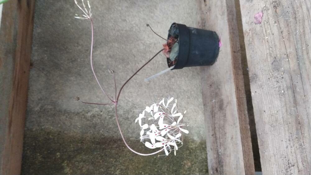 Pelargonium triandrum habit