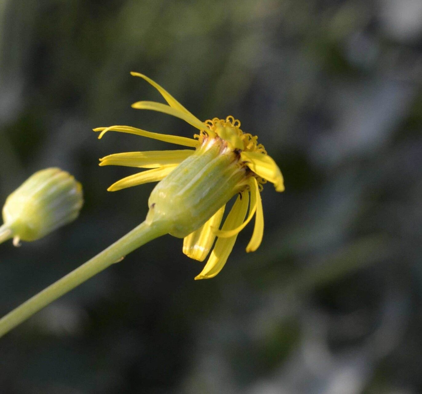Senecio ruwenzoriensis flower