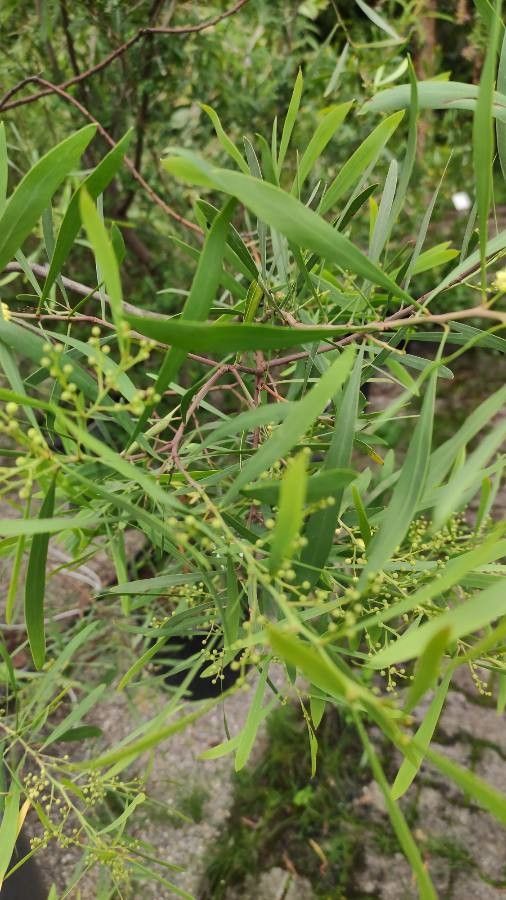 Acacia neriifolia — houseplant care guide