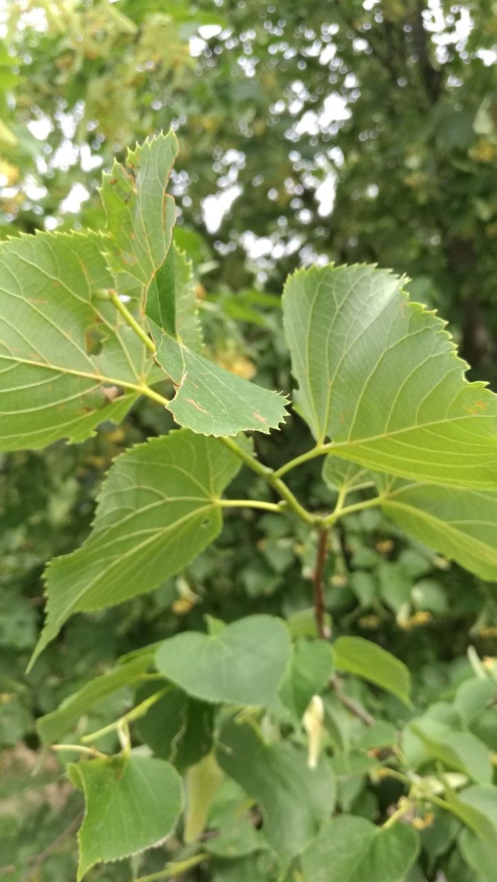 Tilia miqueliana — search result for 'Tilia'